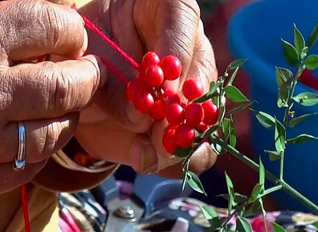 Kokina Çiçeği Bakımı